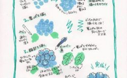 あじさいのかわいい手書きイラスト